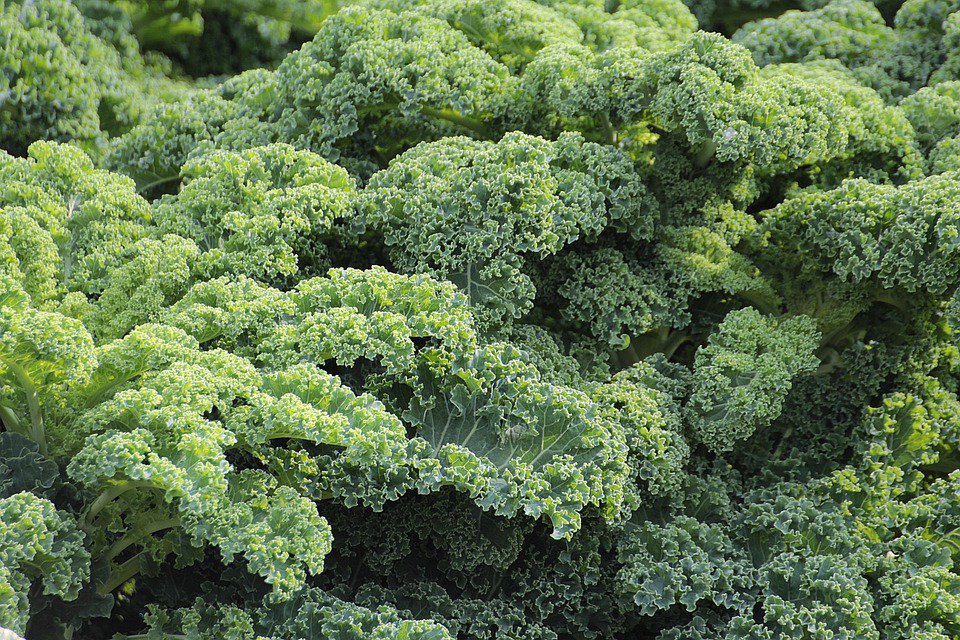 Hunger43's tweet image. If You Are Eating Kale, You're Just Punishing Yourself... ow.ly/ipj6301IBTO #Food #nutrition