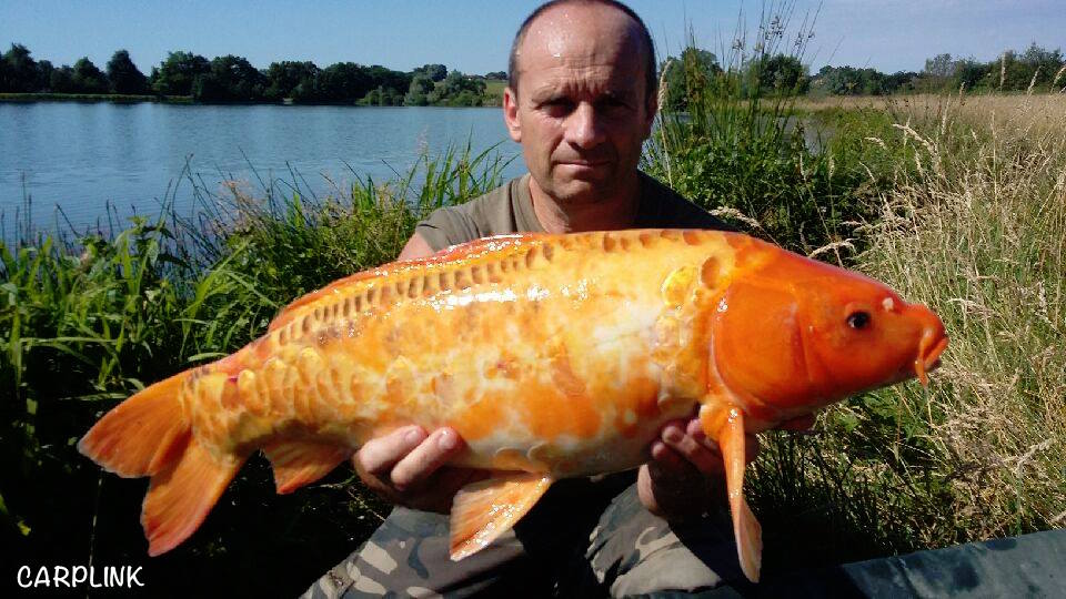 Carplink1's tweet photo. So many beautiful Koï caught on CARPLINK ...
#carplink #carp #carpfishing #fishing https://t.co/b244LfbHiL