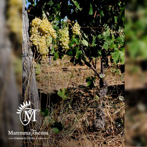 sodesantangelo's tweet photo. Terroir e vitigni della #Maremma #Toscana
La Terra dei vini di #Sodesantangelo
https://t.co/RdVOGKmFX7 https://t.co/QP2E4zv8Vf
