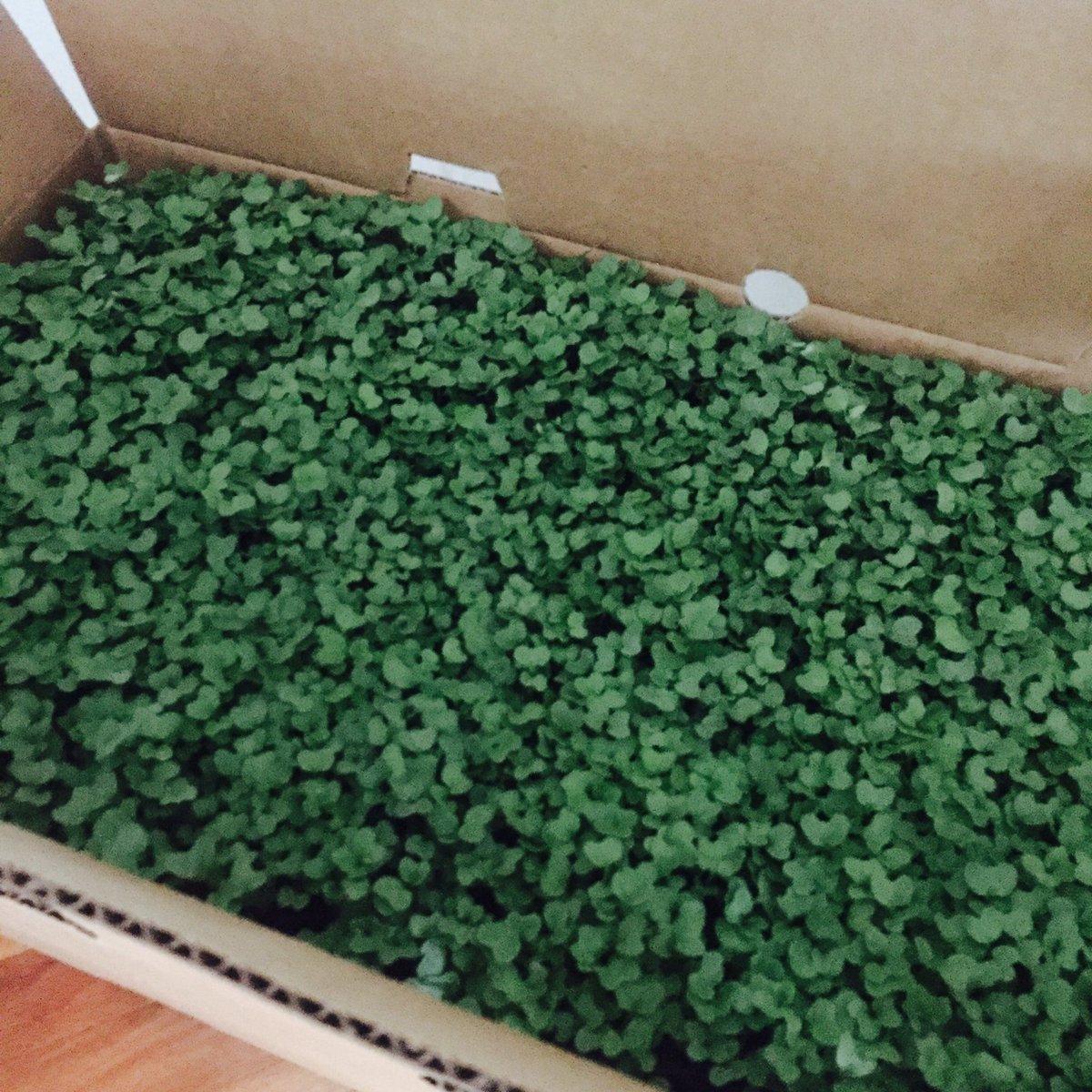 .<a href="/GoodWaterFarms/">Good Water Farms</a> micro greens. What shall I cook? Join me at 2pm today 4 #cancerblab <a href="/anticancerclub/">Anti-Cancer Club</a> <a href="/KindredBelle/">Stephie Dee</a>