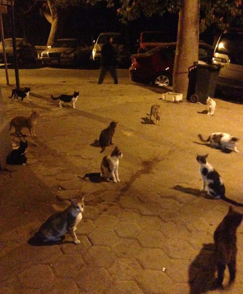 Twitter 上的 カフェバグダッド カイロの夜のネコ集会 野良猫が多いエジプトでも これだけ賑やかなのは珍しい ナイル川中州ゲジーラ島にて T Co Hqdd6trh9r Twitter