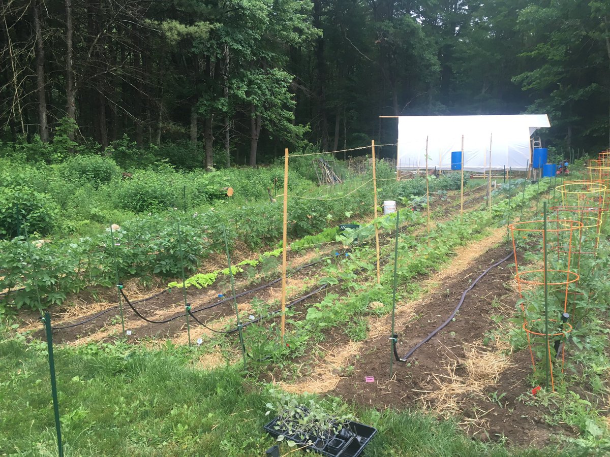 JKgoodthymefarm's tweet image. On the 16th day, it rained! #neededrain #plantsgrowing #jkgoodthymefarm #smallfarm #alltheraindancingworked