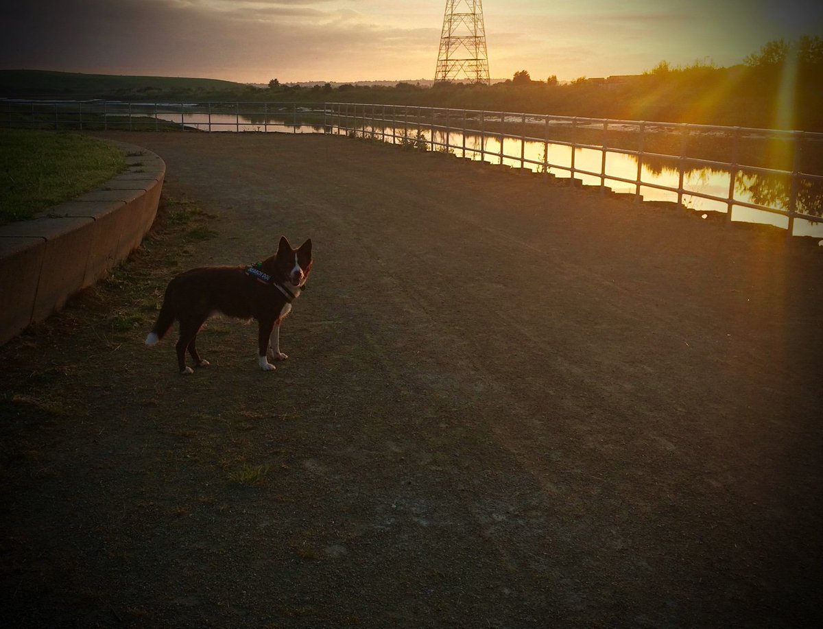 SearchDogRed's tweet photo. Been a while so thought i’d put a picture up from a search this morning. A very nice sunrise over Kent. https://t.co/NMIWoUdkf5