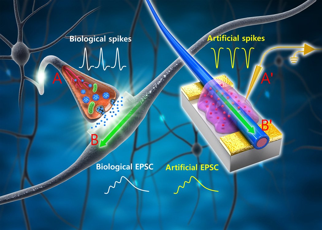 Artificial brain synapse rivals biological synapses in energy consumption and function kurzweilai.net/artificial-syn…