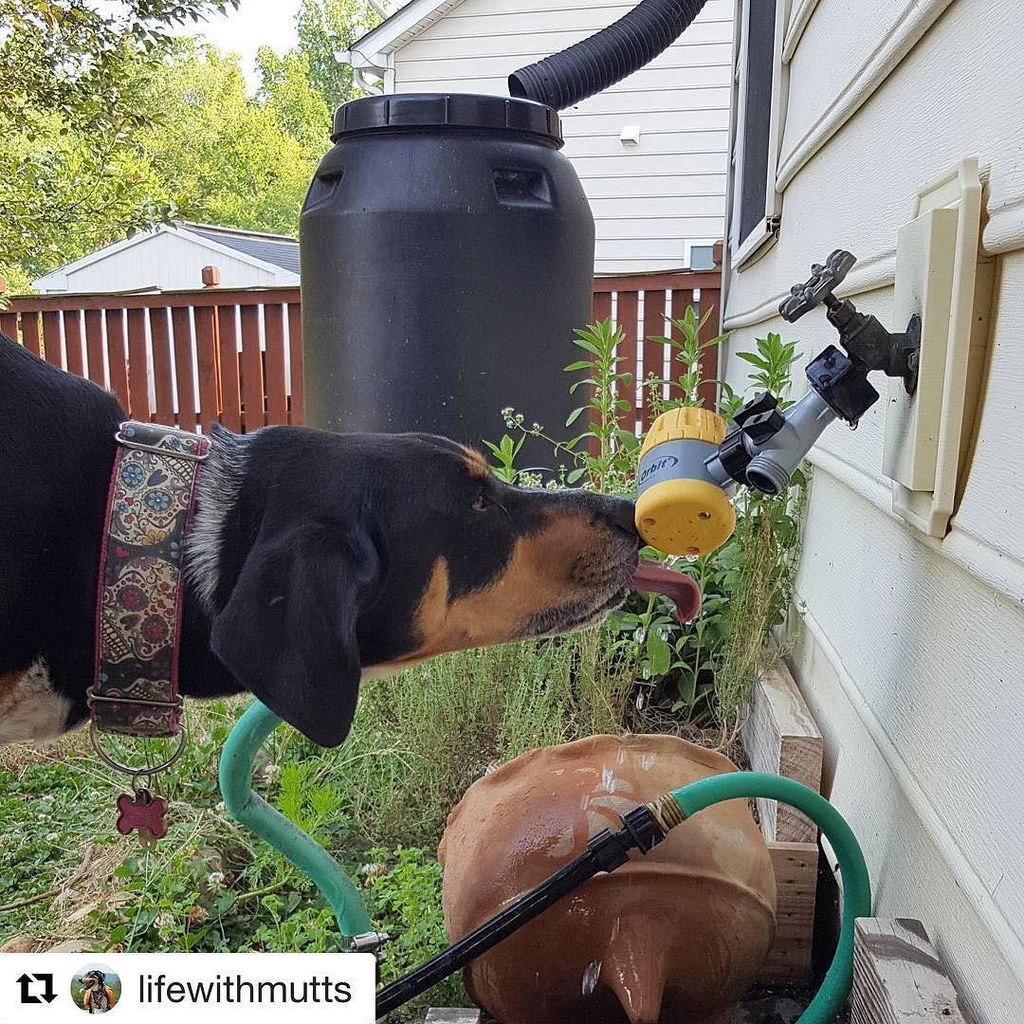 RoadDawgTreats (@roaddawgtreats) on Twitter photo #Repost <a href="/lifewithmutts/">LifeWithMutts</a> ć»ć»ć»
Ahh, fresh from the tap. Happy #tongueouttuesday friends! š ift.tt/29bmn11 #Repost <a href="/lifewithmutts/">LifeWithMutts</a> ć»ć»ć»
Ahh, fresh from the tap. Happy #tongueouttuesday friends! š ift.tt/29bmn11