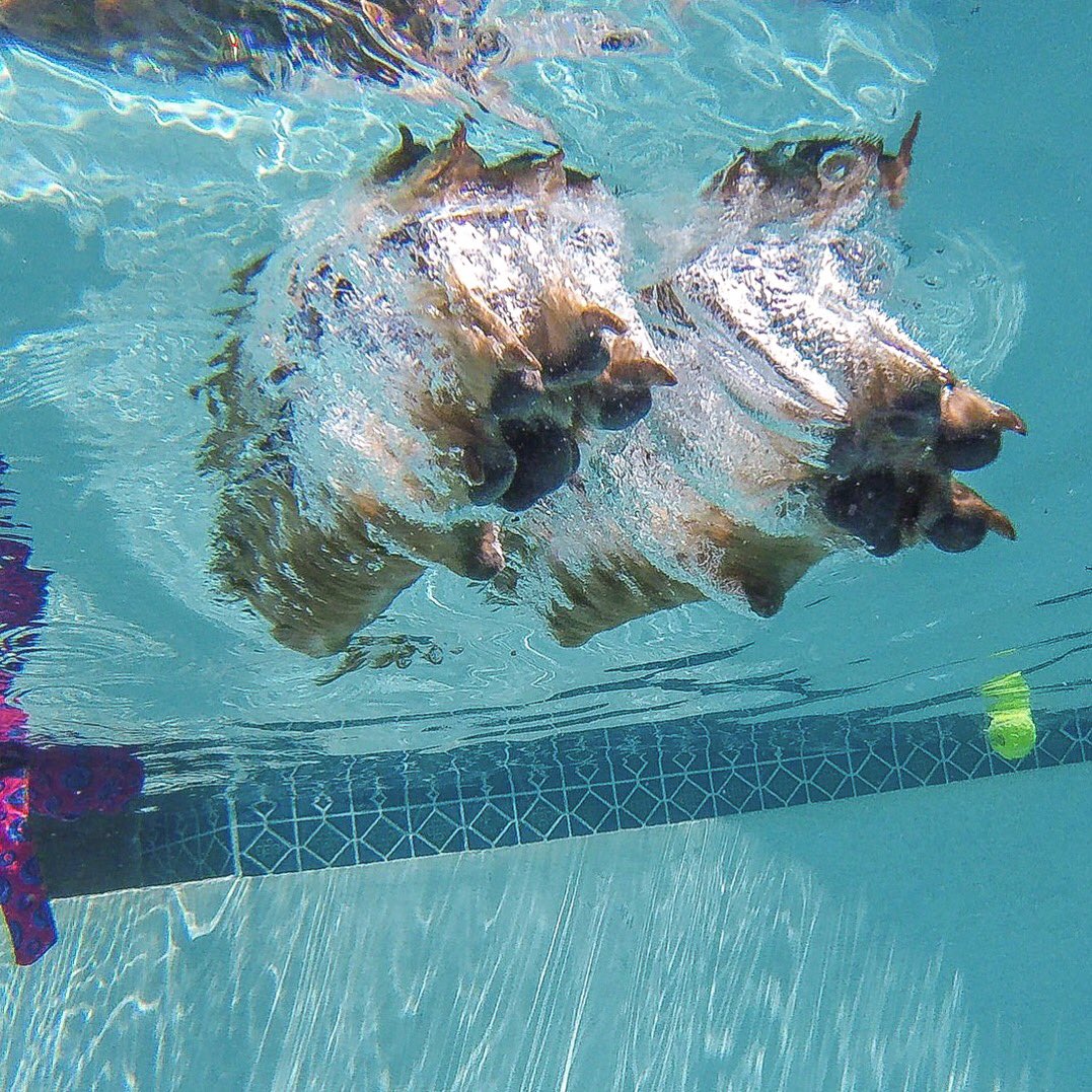 Goldenjays_'s tweet image. Paws in the water 🐶 💦 
#Goldenjays summer fun! 😎
Fantastic @GoPro capture by @runchick #GoProSession #GoProDogs