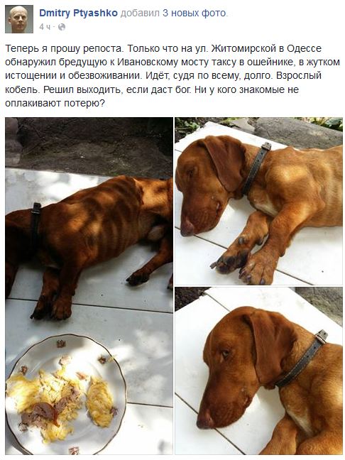 myworldhysteria's tweet image. Граждане отдыхающие, а нихто, часом, таксу не терял? Нашлась такса, истощенная, но домашняя. #Одесса