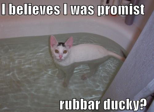 KittyCatWeb's tweet image. Cats and Rubber Ducky's? :-)