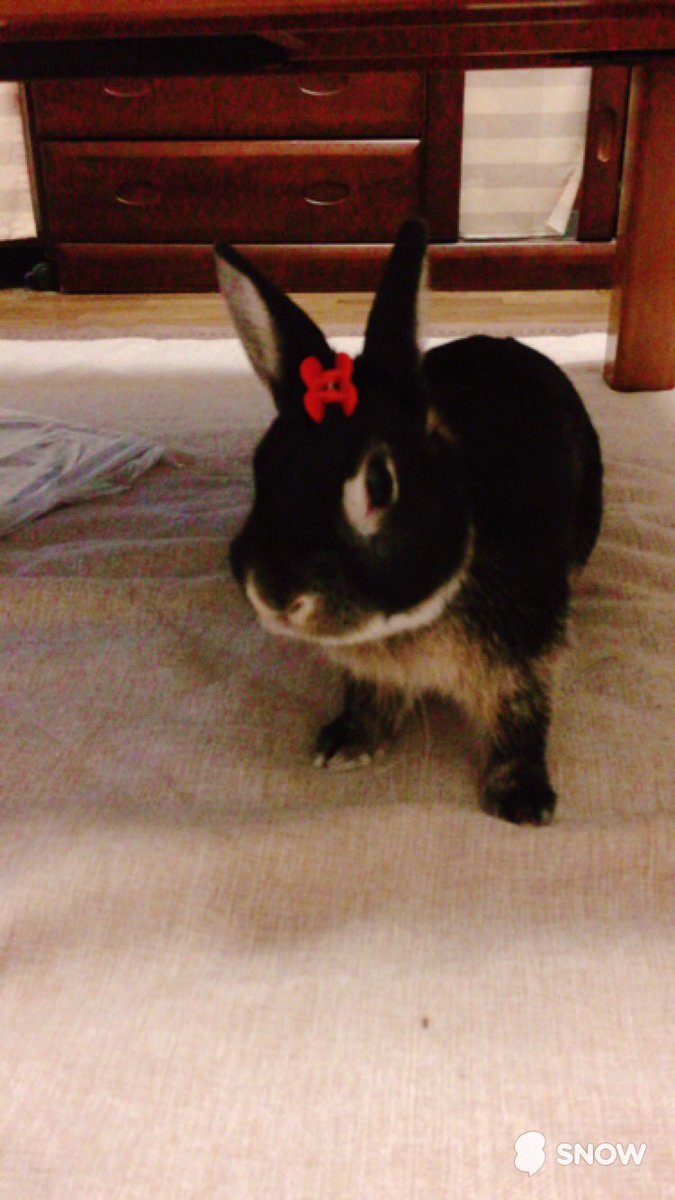 ぼーちゃん うさぎ 公式 Bawchaaan12 Twitter