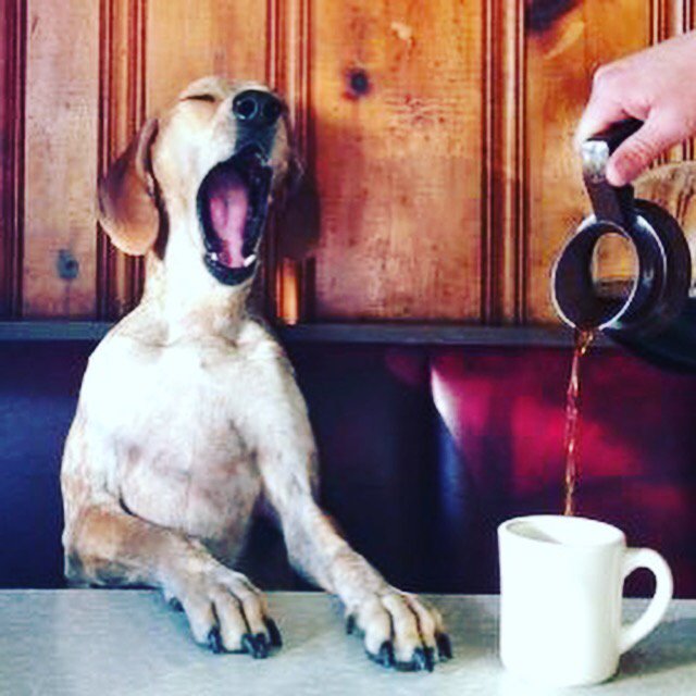 dakotapets's tweet photo. https://t.co/3ApZPvieT9