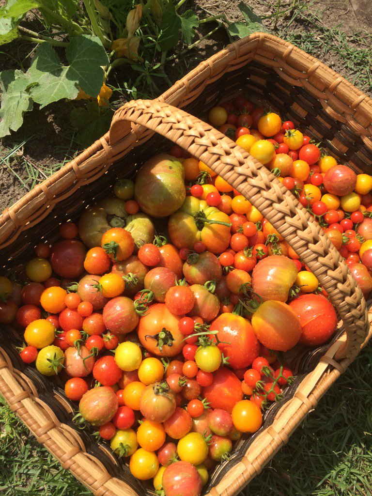 LeFarmSC tweet picture