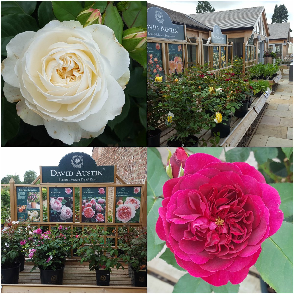 We are excited about our blooming David Austin Roses! 

#Rose #Garden #GardenHour