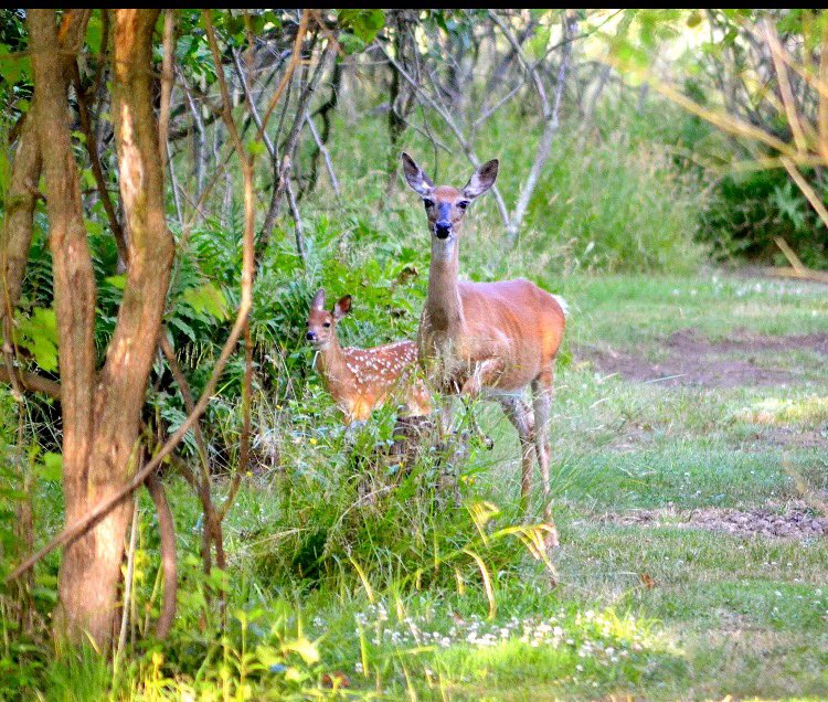 Gnomeville's tweet image. Great way to start my day❤️ Morning Beauties😊 #lovethewildlife