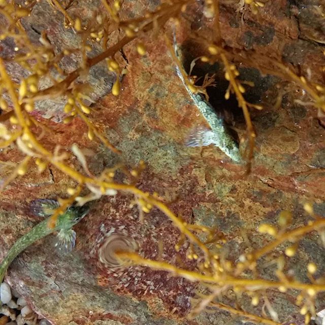 Greenbankhotel's tweet photo. #cornwall #kernow #UK #newquay #BRNewquay  #fish #goby #cornishcoast #cornishwaters #rockpool 📷: @charlie_brown_owl https://t.co/UhbCNeKZWE