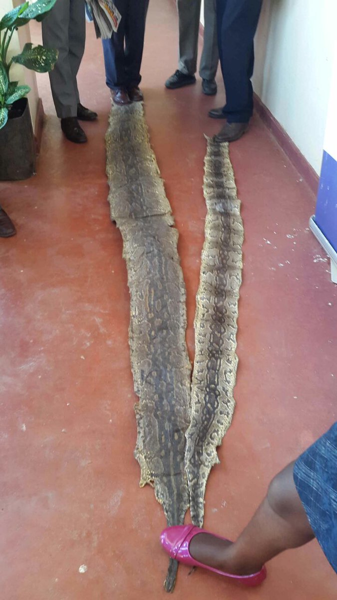 ODPP_KE's tweet photo. A man has been charged for possession of python skin in the Kilgoris law courts #Poaching_ODPP DKW https://t.co/nYVwvnCfH2