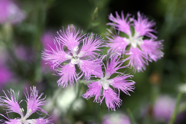 ナデシコ
花言葉：「いつも私を愛して」「純愛」「思慕」「快活」