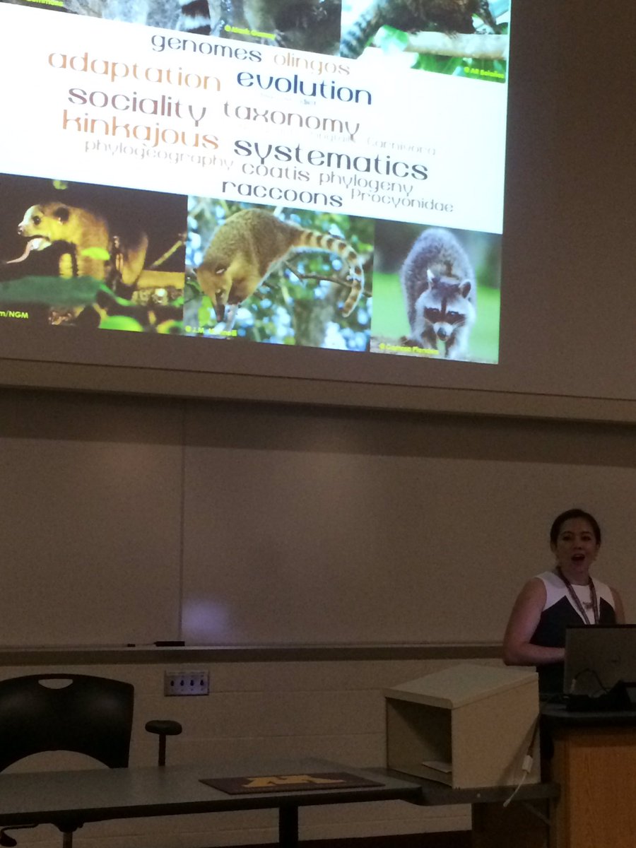 JulioFVilela's tweet photo. Raccons vs. Kinkajous! Who's gonna win? #asmgopher @MirianTsuchiya @shrewangel https://t.co/YmsjPTkYaV