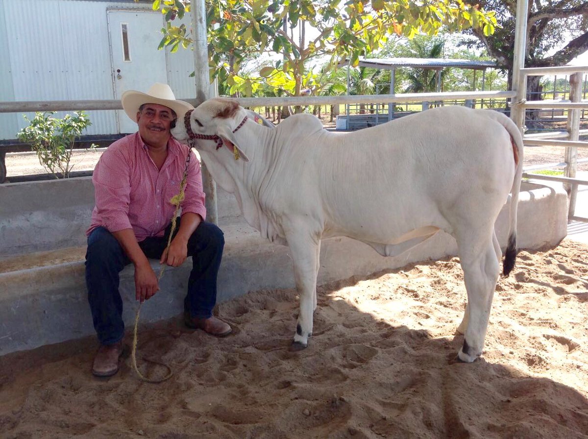 JCMolina2016's tweet photo. Les presento a Candela del Alba siempre cariñosa. #SoyDeRancho #ApoyemosAlCampoVeracruzano #MasApoyosAlCampo https://t.co/ZQCOFekEgK