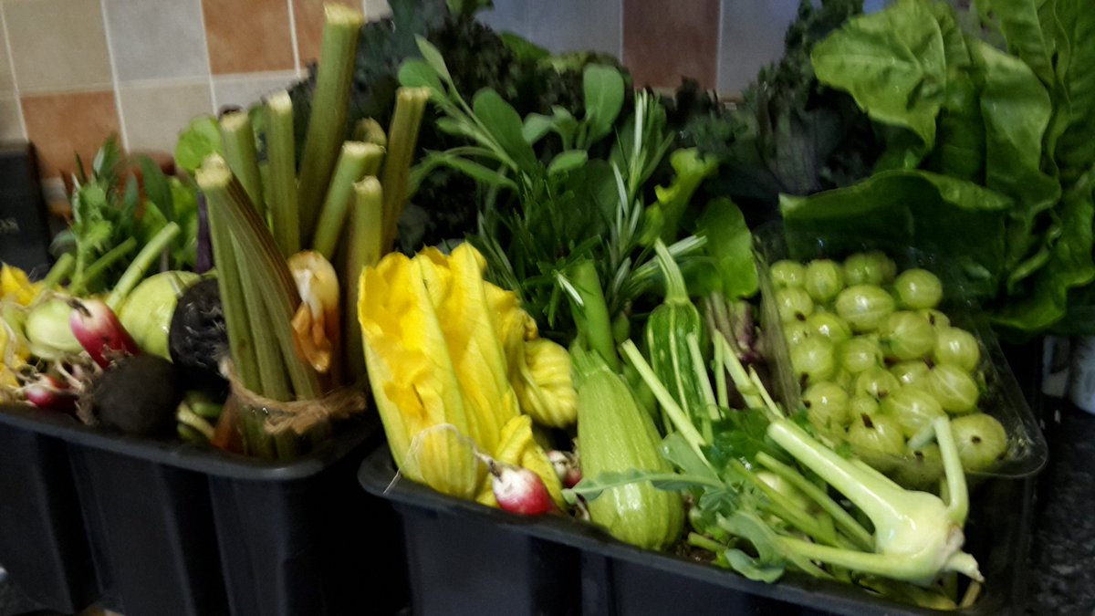 dovecotenursery's tweet image. Veg boxes today #anglesey #local
