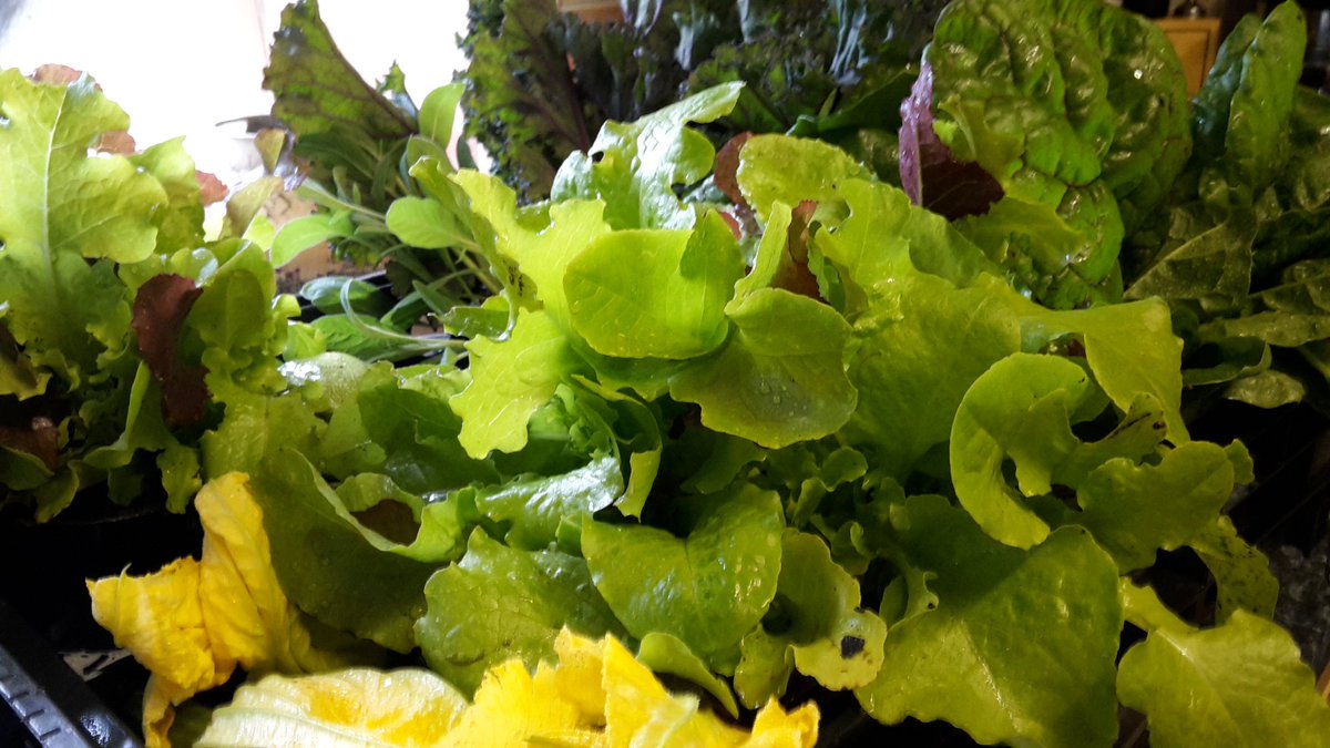 dovecotenursery's tweet image. Veg boxes today #anglesey #local