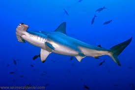 BiologistDan's tweet photo. Since 1990 the #Hammerhead #Shark population has gone down by 85% mostly due to bycatch  #SharkWeek https://t.co/gjkYrin9wO