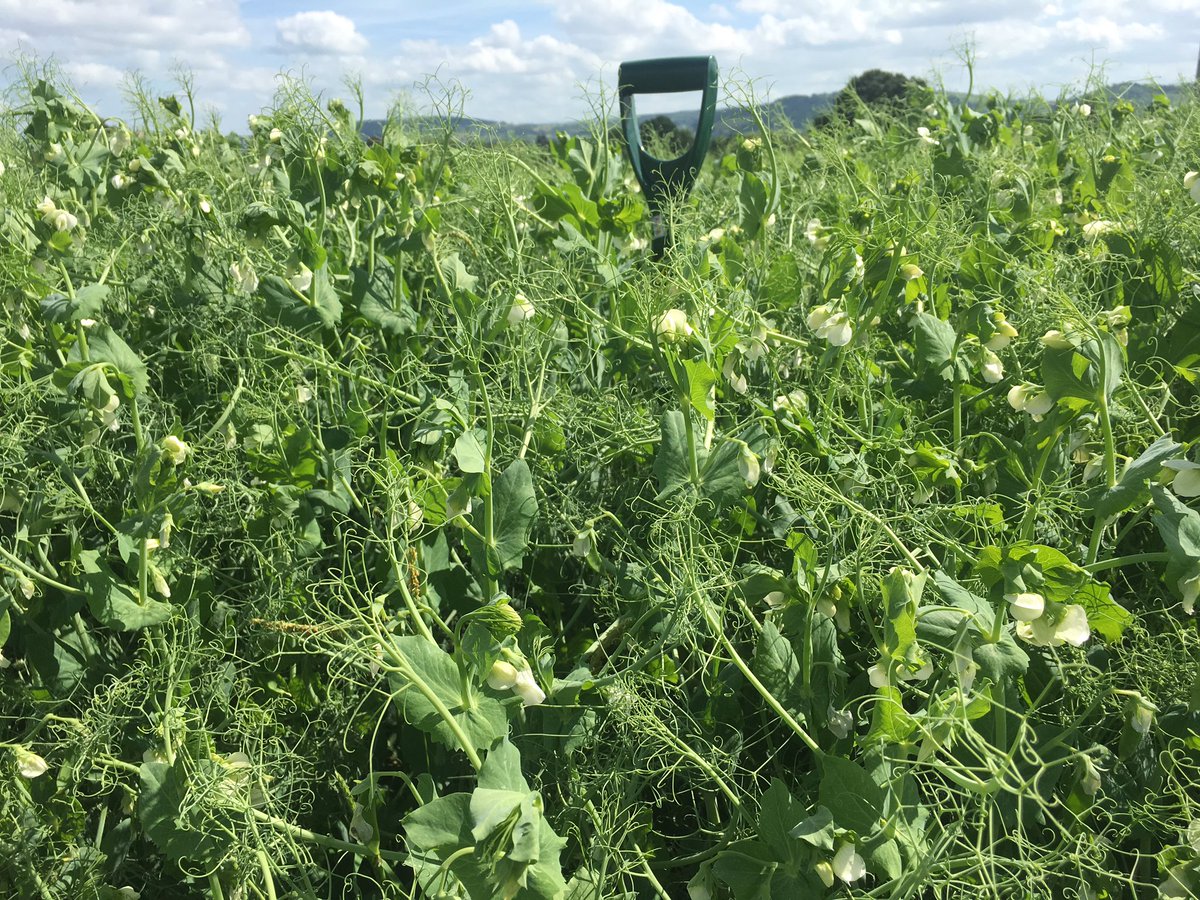 No1FarmerJake's tweet photo. Hope these #peas manage to stay upright with the wet weather #gettingmassive #IYP2016 https://t.co/ipxD7Wc9TV