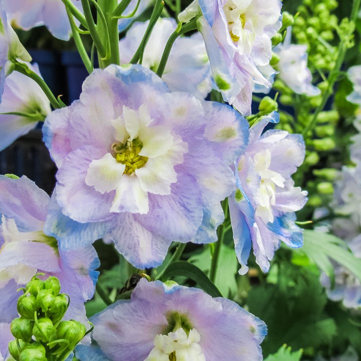 This beautiful lavender Delphinium stopped us in our tracks! Gorgeous purple &amp; blue hues have us #InLove