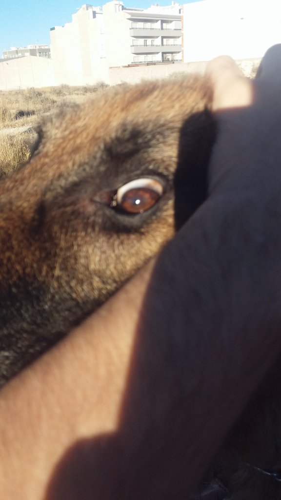 Jeavy9's tweet photo. El perro de los demás cuando le van a hacer una foto VS el mío https://t.co/LYxCQjRRD6