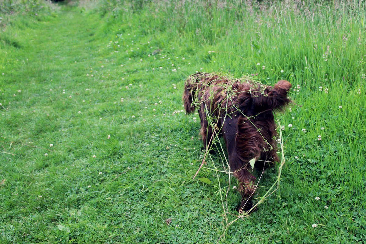 NTKillerton's tweet image. Got that #FridayFeeling?Toby has! A little run around has made for one mucky pup #spanielproblems #friyay