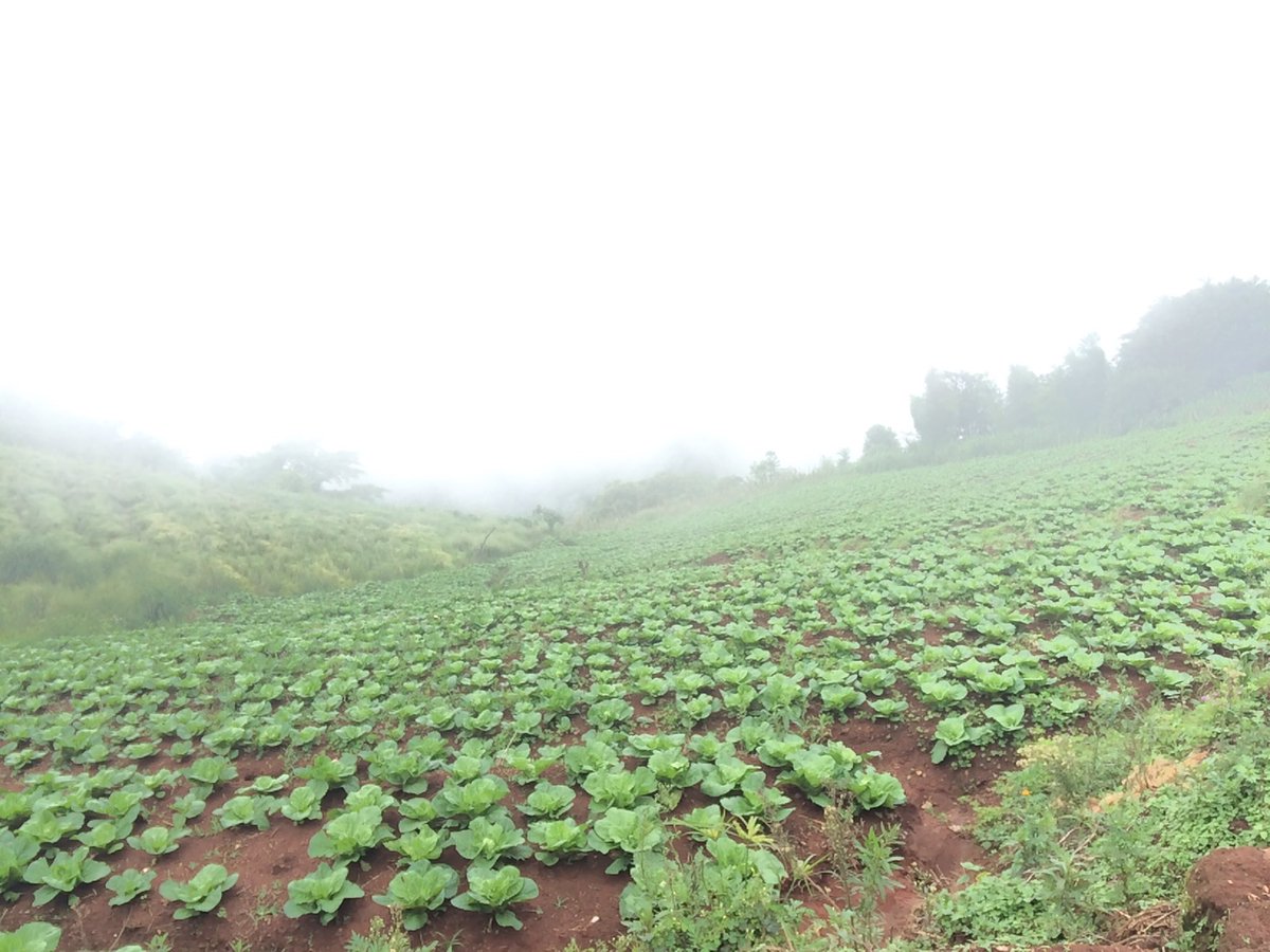 waiyapa_MT93's tweet image. ม่อนแจ่ม อากาศดีเย็นสบาย ไม่ร้อน ไม่หนาว หมอกเยอะมากๆ. คุ้มจริง #รีวิวเชียงใหม่ #ReviewThailand #reviewchiangmai