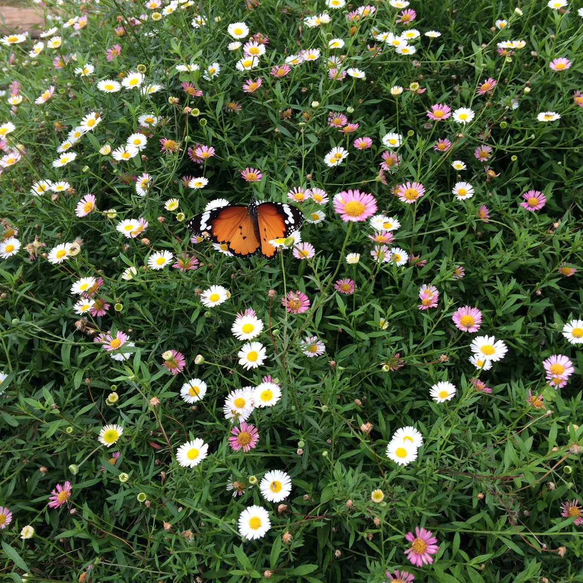 waiyapa_MT93's tweet image. ม่อนแจ่ม อากาศดีเย็นสบาย ไม่ร้อน ไม่หนาว หมอกเยอะมากๆ. คุ้มจริง #รีวิวเชียงใหม่ #ReviewThailand #reviewchiangmai