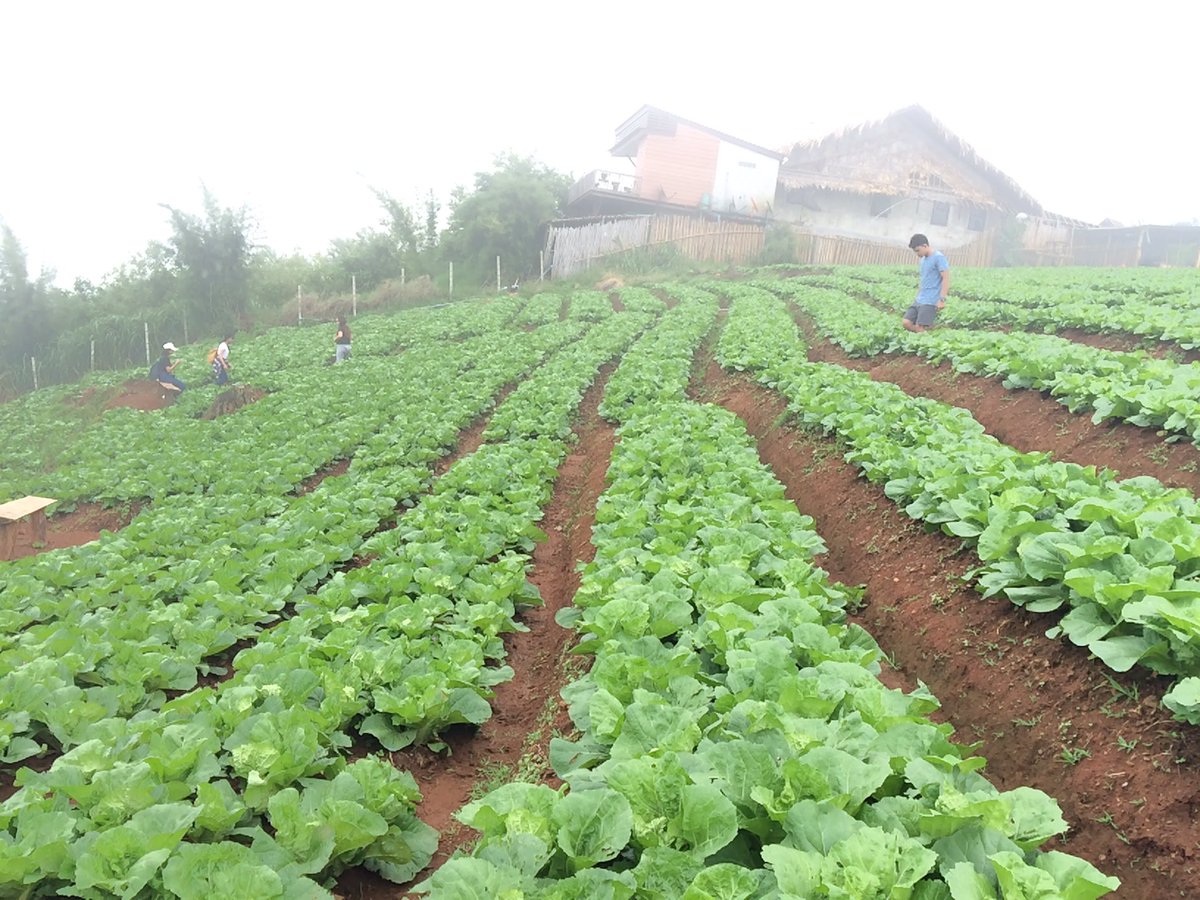 waiyapa_MT93's tweet image. ม่อนแจ่ม อากาศดีเย็นสบาย ไม่ร้อน ไม่หนาว หมอกเยอะมากๆ. คุ้มจริง #รีวิวเชียงใหม่ #ReviewThailand #reviewchiangmai