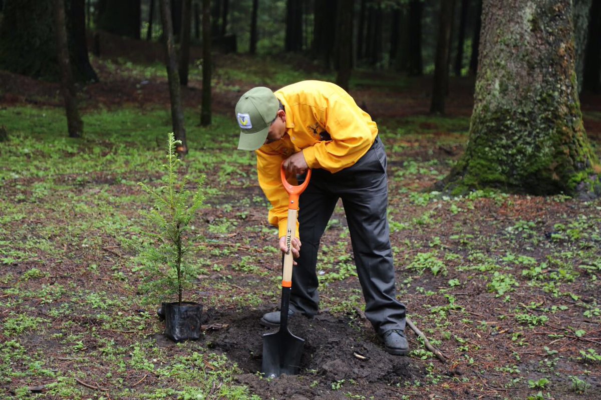 ManceraMiguelMX's tweet photo. Para este 2016, estaremos reforestando un total de 726, 464 árboles en un espacio de 1,090 hectáreas #mm https://t.co/fwdOWWmR5l