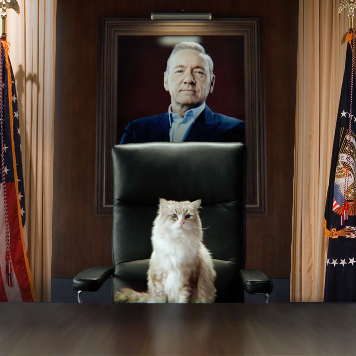 House of CHAT, la nouvelle série de NetFélix. #MaVieDeChat