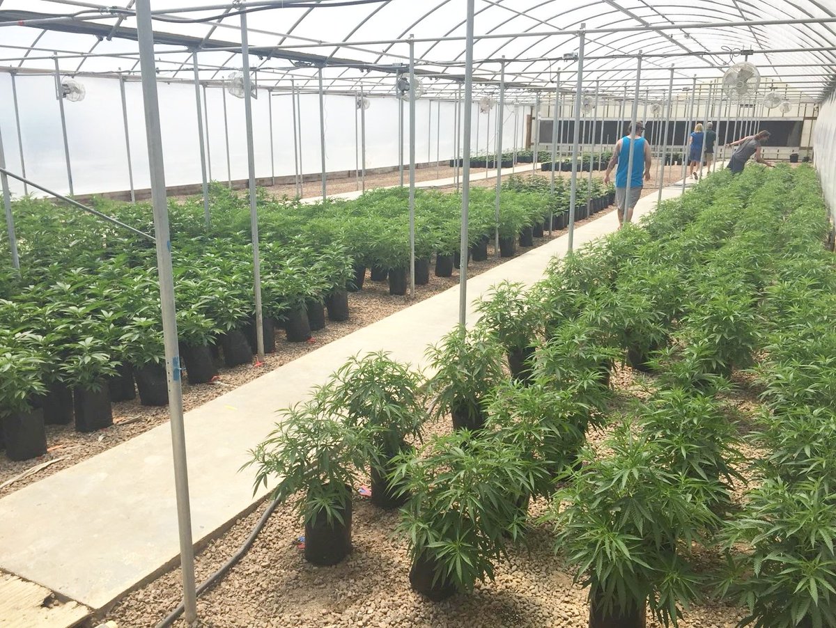 Getting the greenhouses going. #EthosGenetics