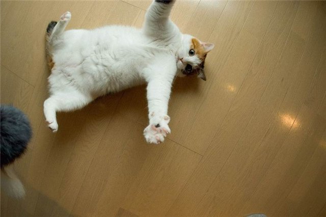 поймай меня если сможешь 2002 леонардо ди каприо. поймай меня если сможешь обложув. кот лезет обниматься. милые котики с поддержкой. пока я ловлю.