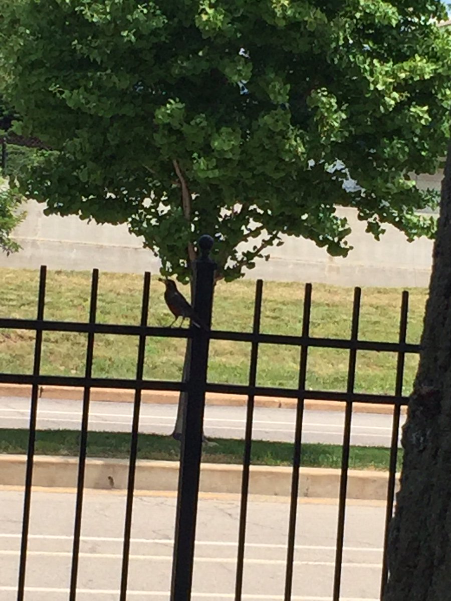 STLScienceCtr's tweet photo. Looks like the robins have found the blueberry bushes. #feedingwildlife #SLSCGROW #GROW https://t.co/eCavz8QTS5