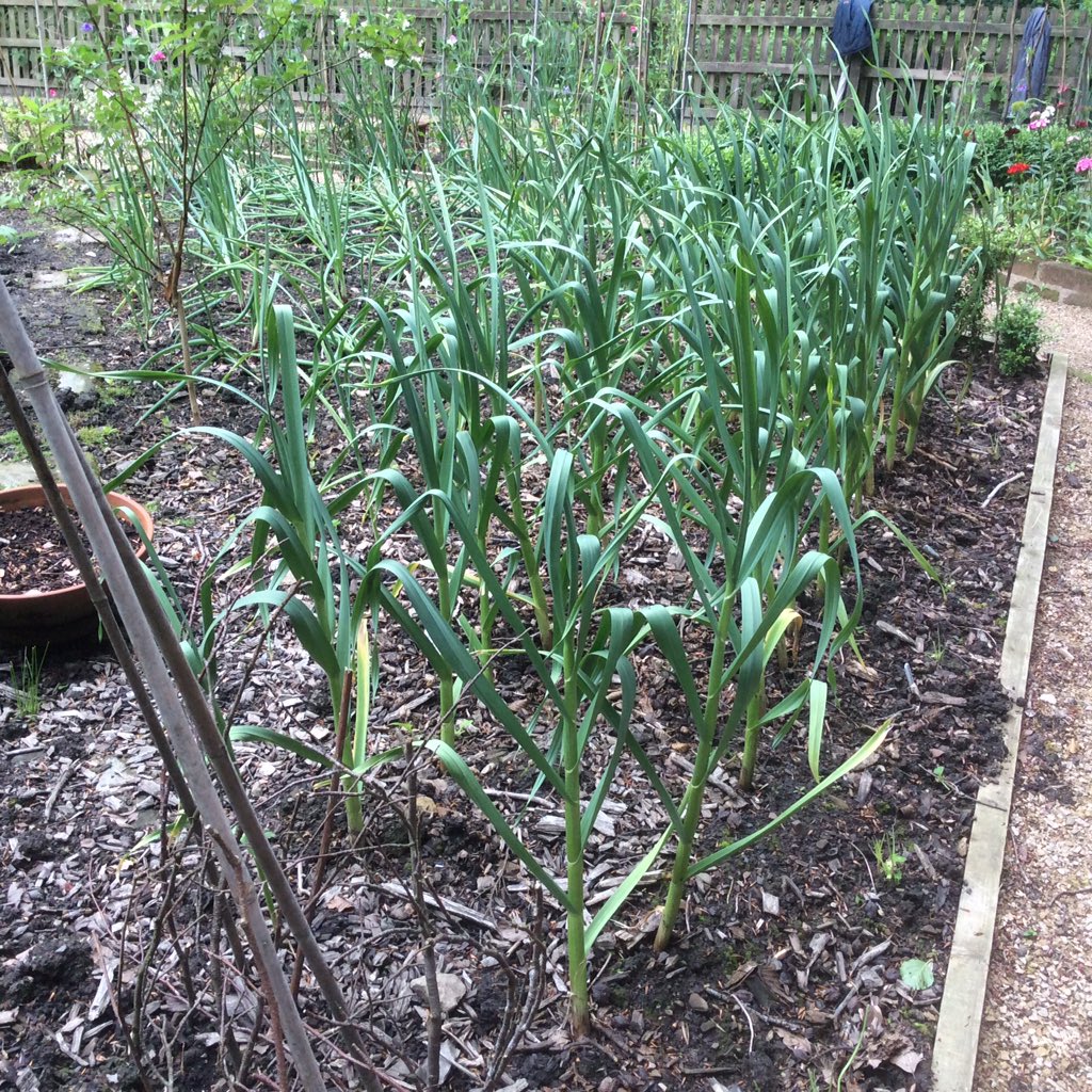 Turton TK Garden tweet media