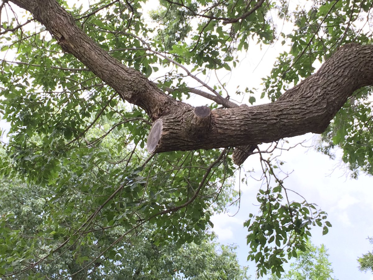 There is no explosive liquid here today. If you swung from this branch, you might pose for a team photo under it...