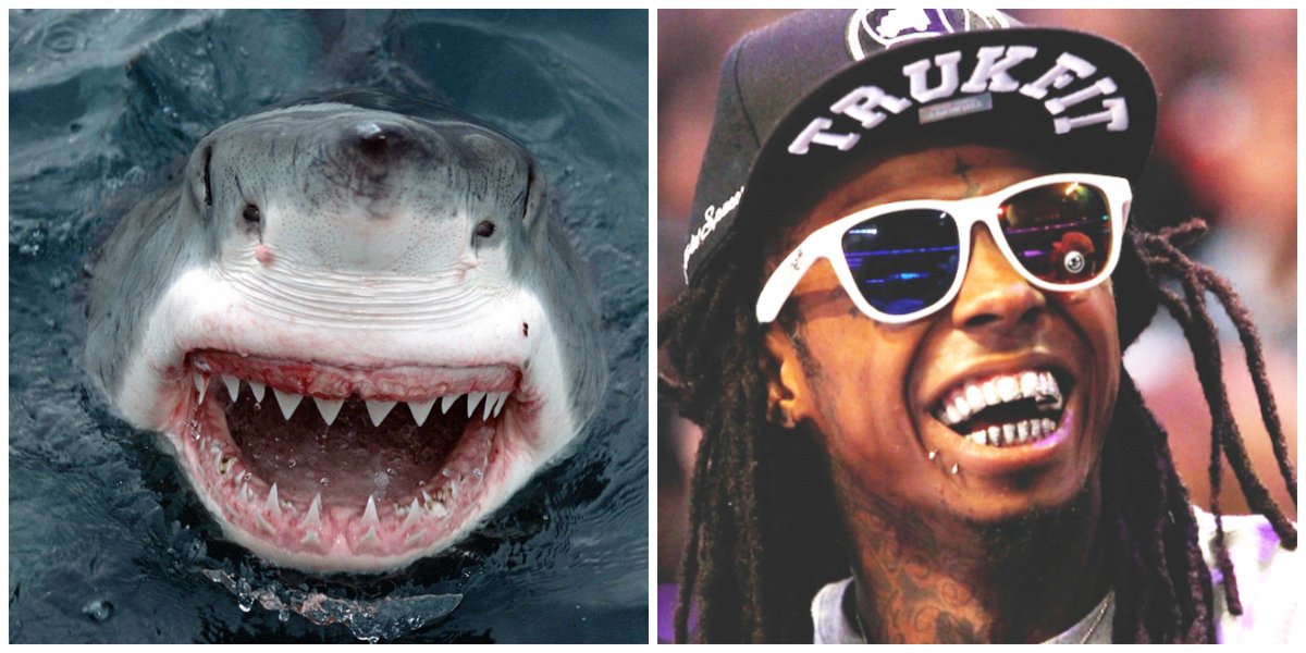 MAADManagement's tweet photo. The Top 7 #Shark #Rap Songs In Honor Of @SharkWeek. Features @LilTunechi + More: https://t.co/dwEOLh4hxo #SharkWeek https://t.co/U69A8pQLQP