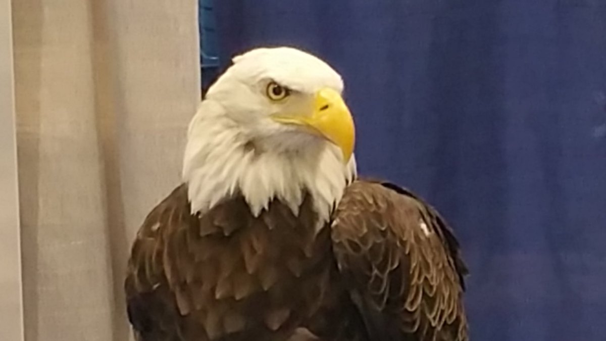 BarnstableSteve's tweet photo. #micpashow in Novi Mi..Bald Eagle ready to soar to the Cloud. Reach new heights with @intacct @tegritcloud https://t.co/7NMlnmxC49