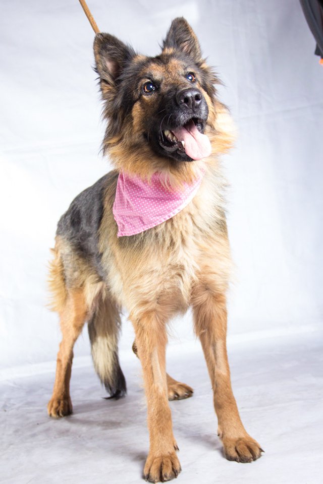 F_GarrasyPatas's tweet photo. #BuscanHogarGyP LUCIA mezcla pastor alemán grande 1 año cariñosa, tranquila, obediente, guardiana.Rosa +569 86938675 https://t.co/aa7As07rIe