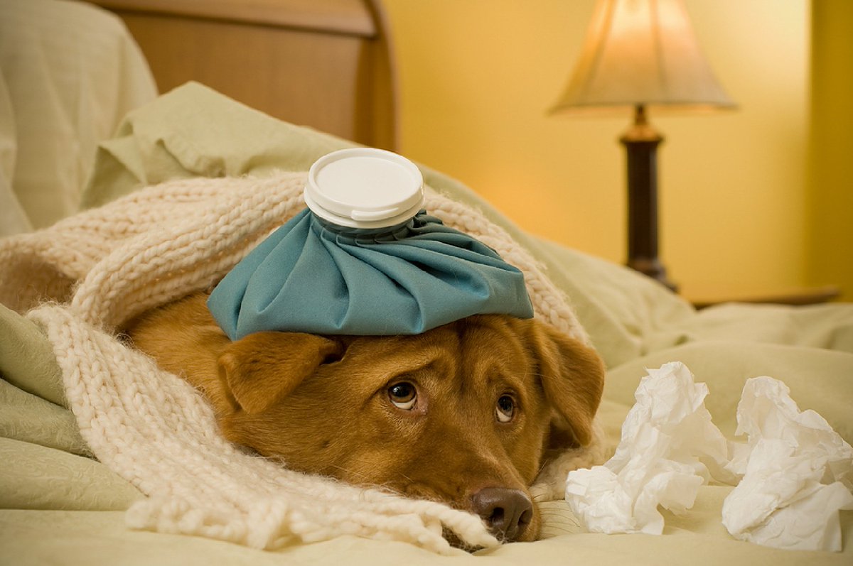 sumedico's tweet photo. Cuando tu #mascota no come, duerme demasiado o se queja, posiblemente se encuentra enferma https://t.co/uVLqKQdia0 https://t.co/jViux2vksW