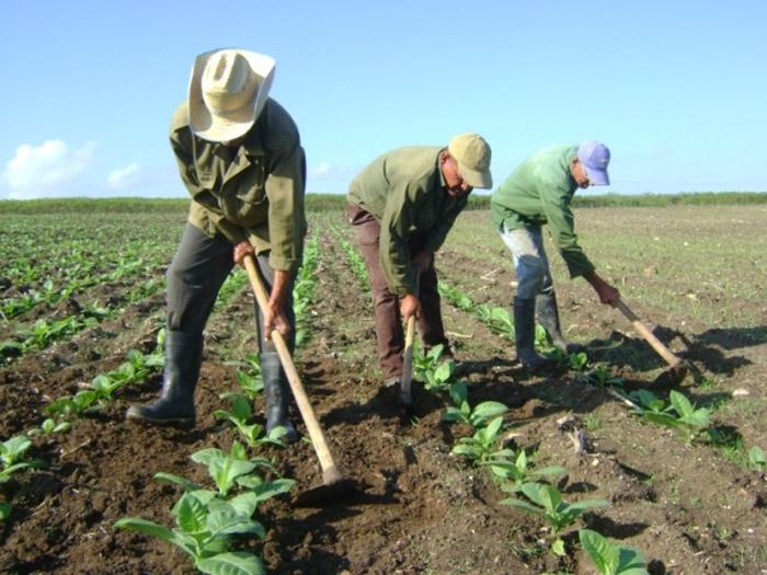 JoseRCabanas's tweet photo. Cuban tobacco industry moving forward #Cuba https://t.co/byhpucgyNO https://t.co/KrzOa9eYya