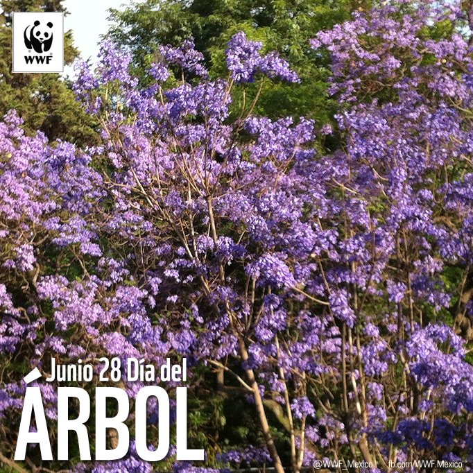 WWF Mexico tweet media