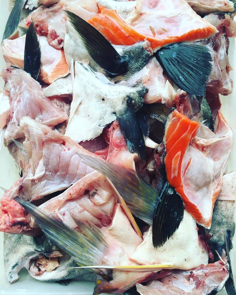 GreenpointFish's tweet photo. #hollar4acollar! tons of awesome #fishcollars in the kitchen today 🐟 #kingsalmon #goldenti… https://t.co/fEPWXB8Ij3 https://t.co/vxajwRdKNw