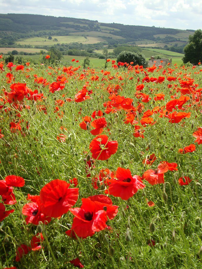 Pic nr #Winchcombe today #Somme100 Centenary of the Battle of the Somme, 1st July 1916 a natural Cotswold tribute.