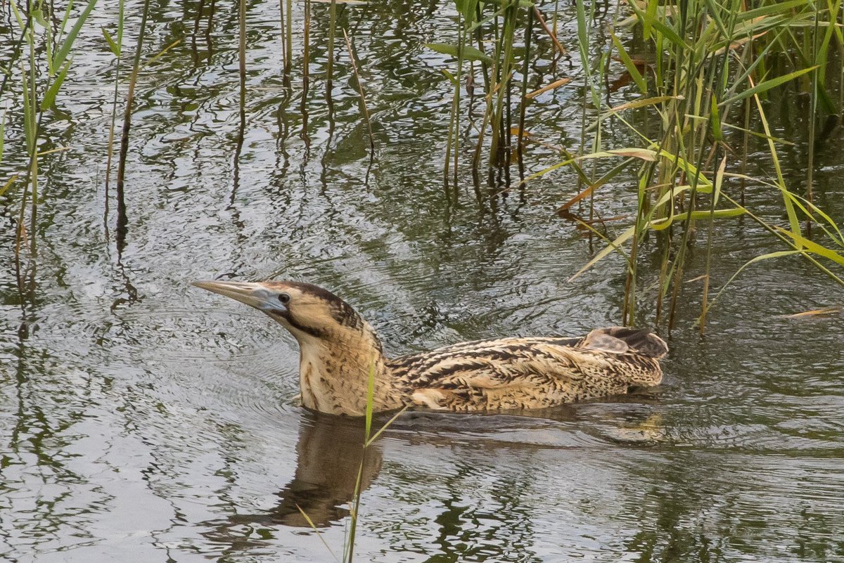 Was delighted to see a Bittern swimming in open water at <a href="/RSPBMinsmere/">RSPB Minsmere 🌍</a>