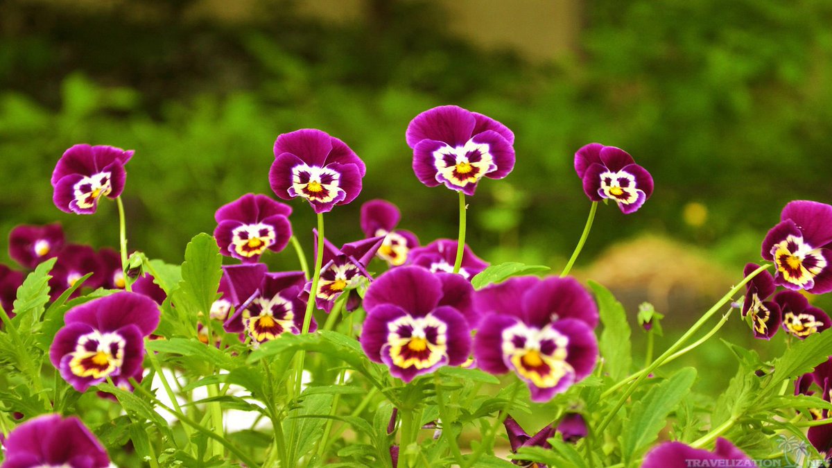 llangkamp's tweet photo. @OptimisticDoom These smiling flowers are for the times you made me giggle I 💜 u @RandomActsOrg https://t.co/4j4zZhIofd