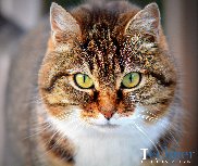 SimbaSimCat's tweet photo. #CatPicture #LovelyPicture #Cute #CuteCat #NiceCat #BeautyCat #SimbaSimCat #Cats #LovelyCats #CatImages #Images https://t.co/wN8Ofr5fxp